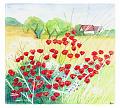 coquelicot